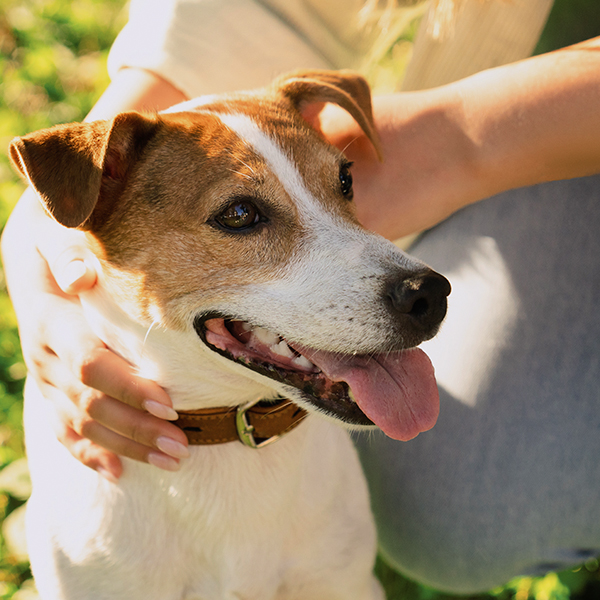 Parque Urbano, Arbo e Flora